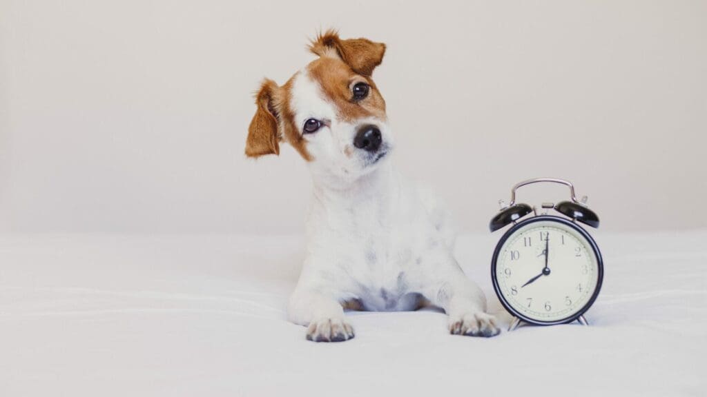 Les chiens comprennent-ils l'heure ? Des faits qui vous étonneront