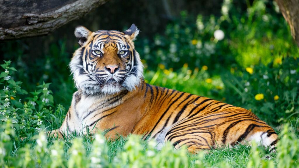 Les animaux les plus populaires du zoo : Quels sont ceux qui attirent le plus les visiteurs ?