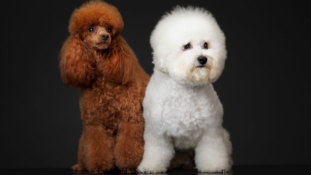 Maison sans poils : vous allez adorer ces chiens