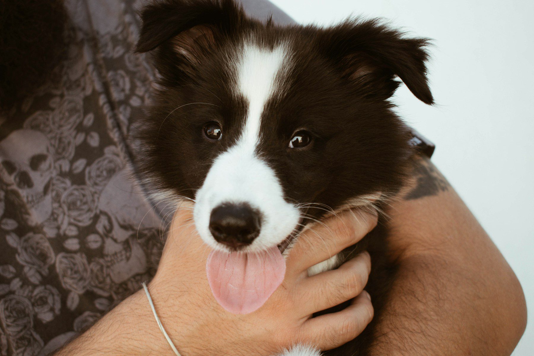 Bien que les chiens aient beaucoup moins de papilles gustatives dans la bouche que les humains, ils peuvent encore détecter beaucoup de choses en se léchant.