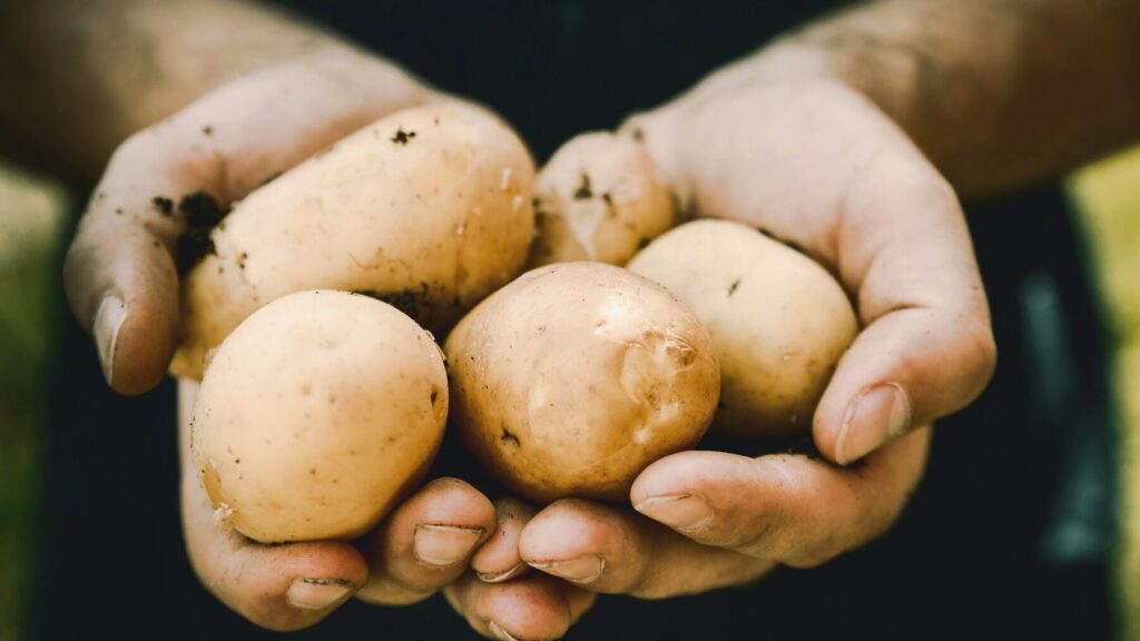 Les pommes de terre sont un aliment plein de vitamines. Il est conseillé de les consommer en accompagnement plusieurs fois par semaine.