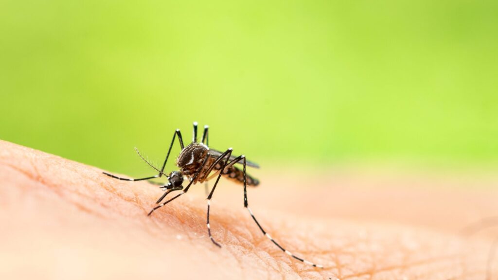Vous pouvez vous débarrasser des moustiques avec des répulsifs naturels.