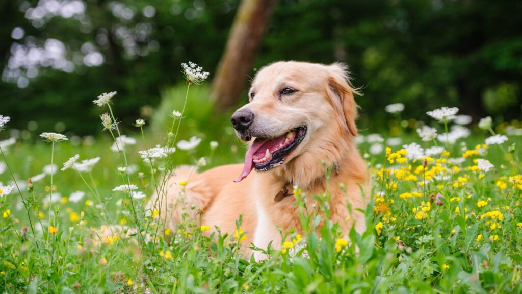 La Journée internationale du chien célèbre tous les chiens, quelle que soit leur origine.