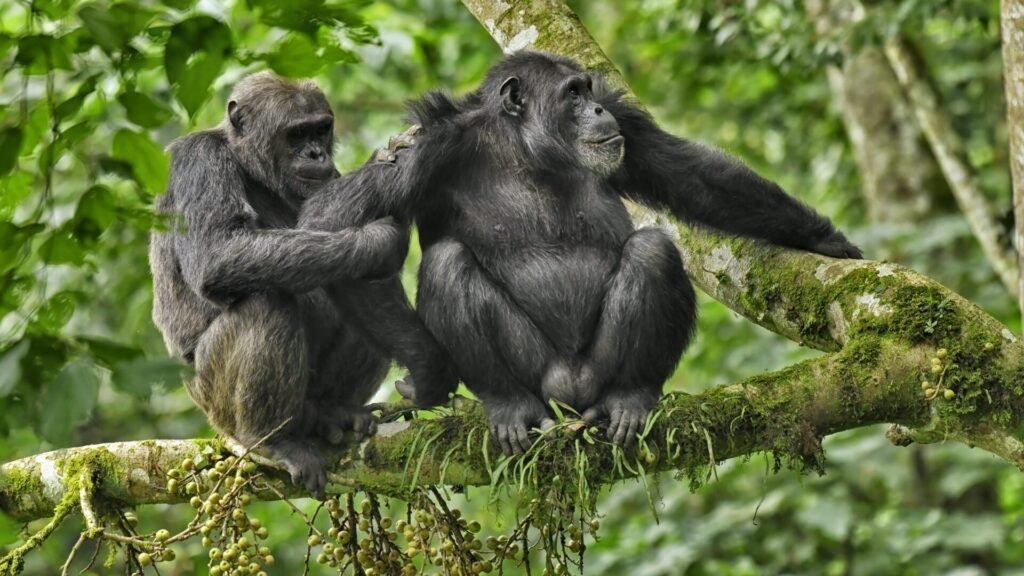 La conservation des primates est importante, c'est pourquoi cette journée a été créée.
