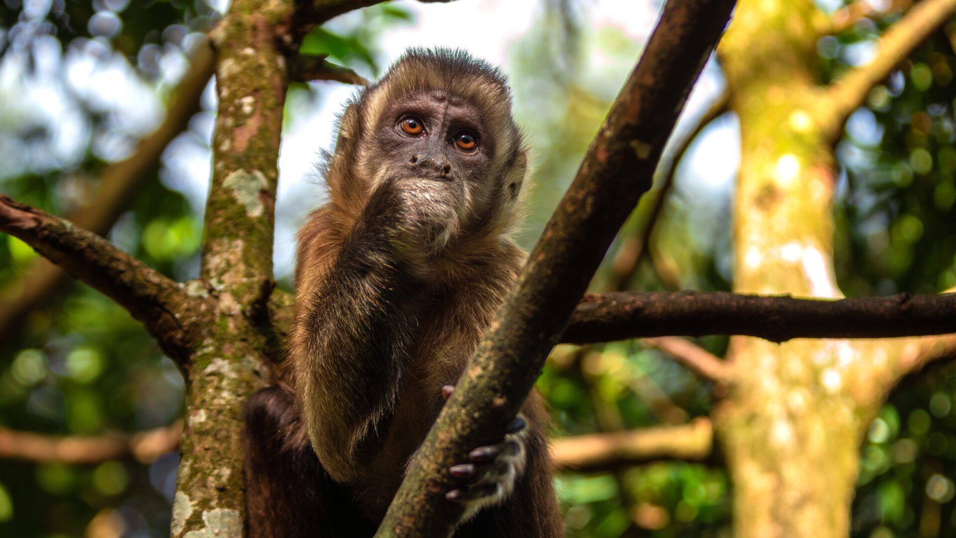 Les primates ne devraient pas être inférieurs. Ils partagent le même ADN que les humains.