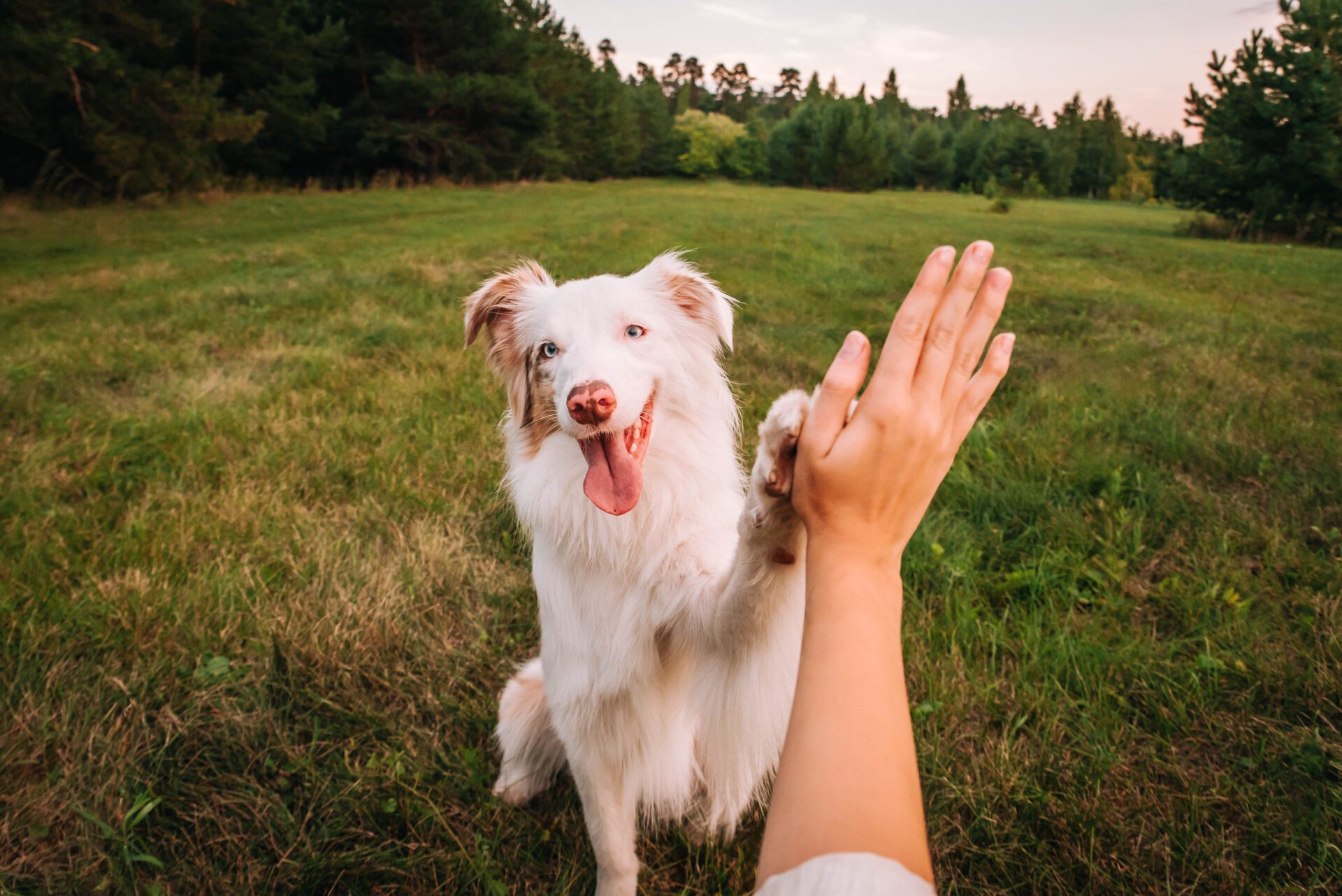 L'homme et le chien forment un couple inséparable.