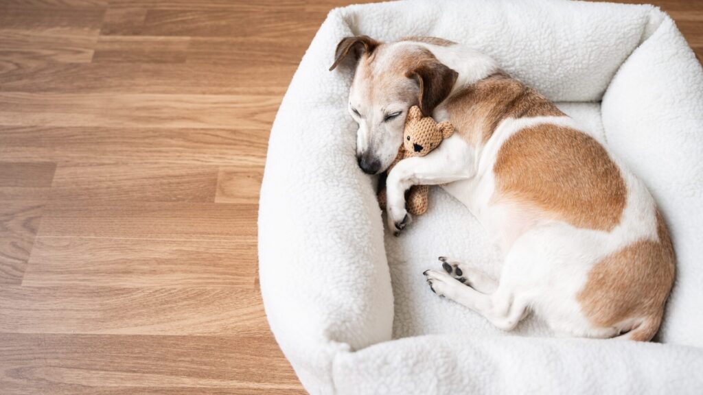 Les chiens mangent comme les humains.