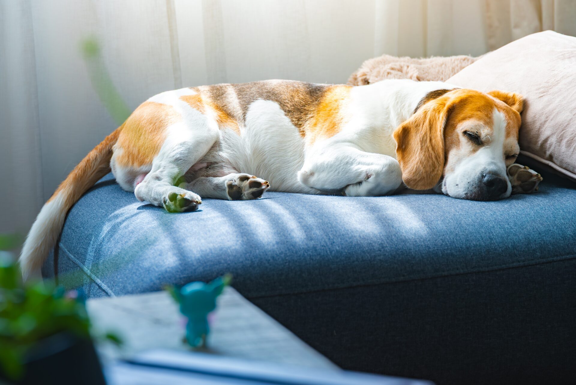 Les chiens rêvent le plus souvent de leurs maîtres.