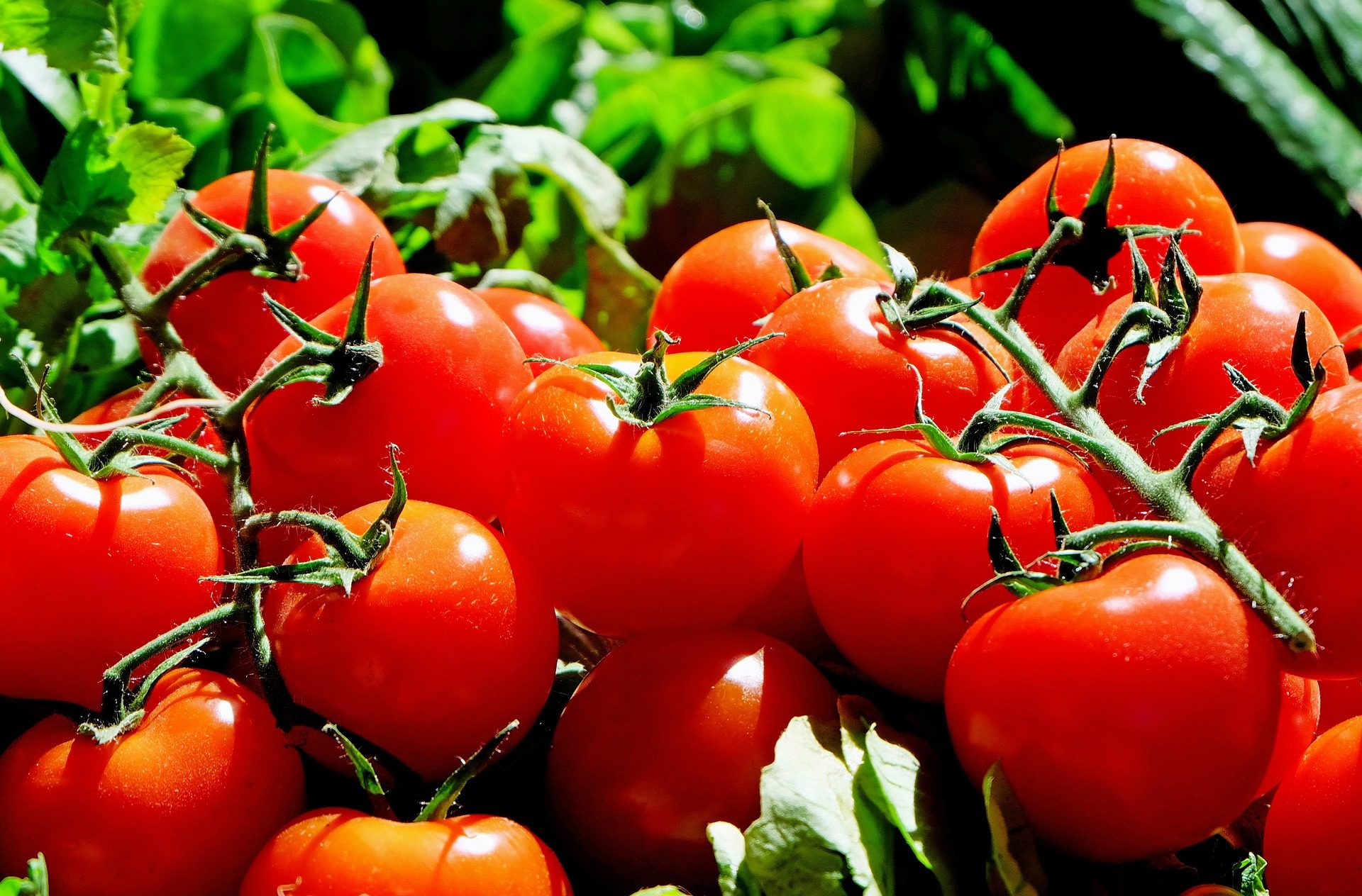 Une bonne fertilisation est également importante pour obtenir des fruits sains et de bonne qualité