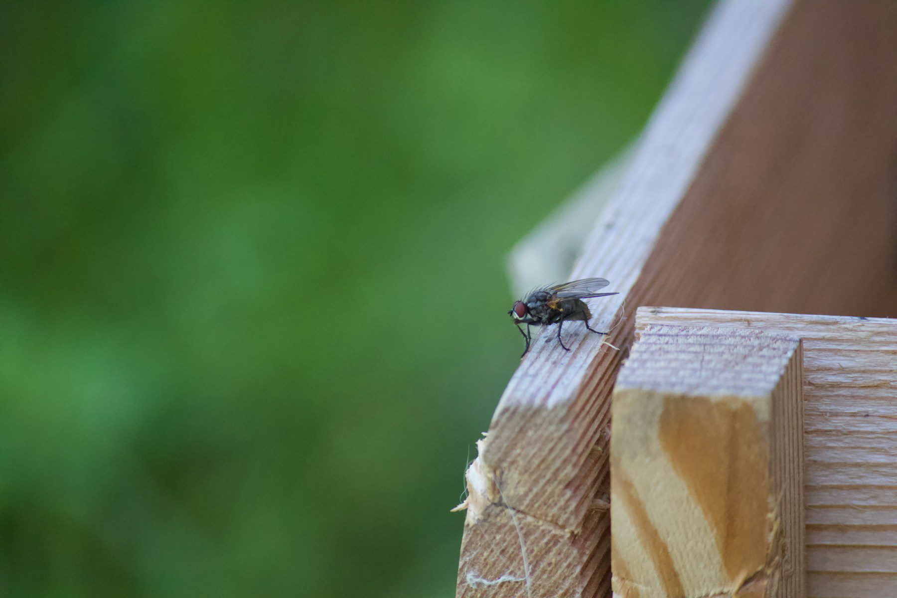 Si les mouches s'assoient dans un endroit calme et chaud, elles se reposent et sont moins attentives.