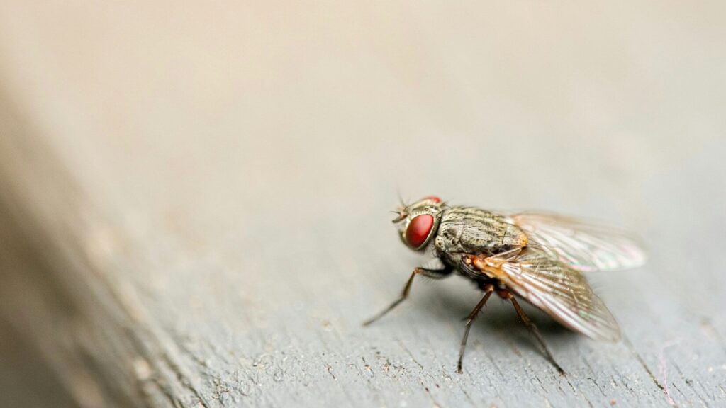 Les mouches ont de nombreux mécanismes de défense, c'est pourquoi elles sont parfois difficiles à attraper. Mais si vous savez comment fonctionne leur corps, vous pouvez les tuer à mains nues.