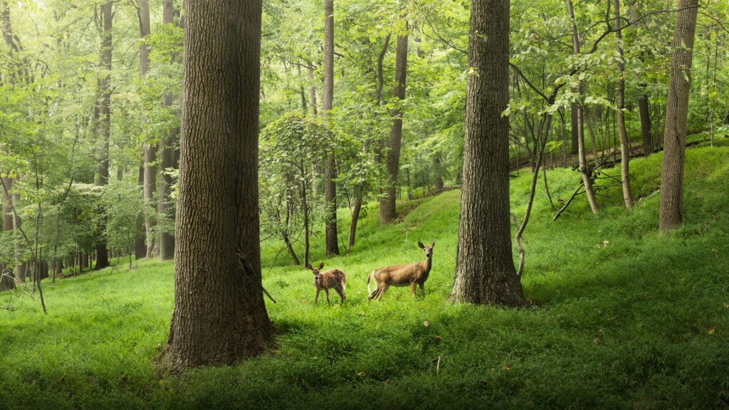 Le passage de l'été à l'automne est une période idéale pour observer la faune.