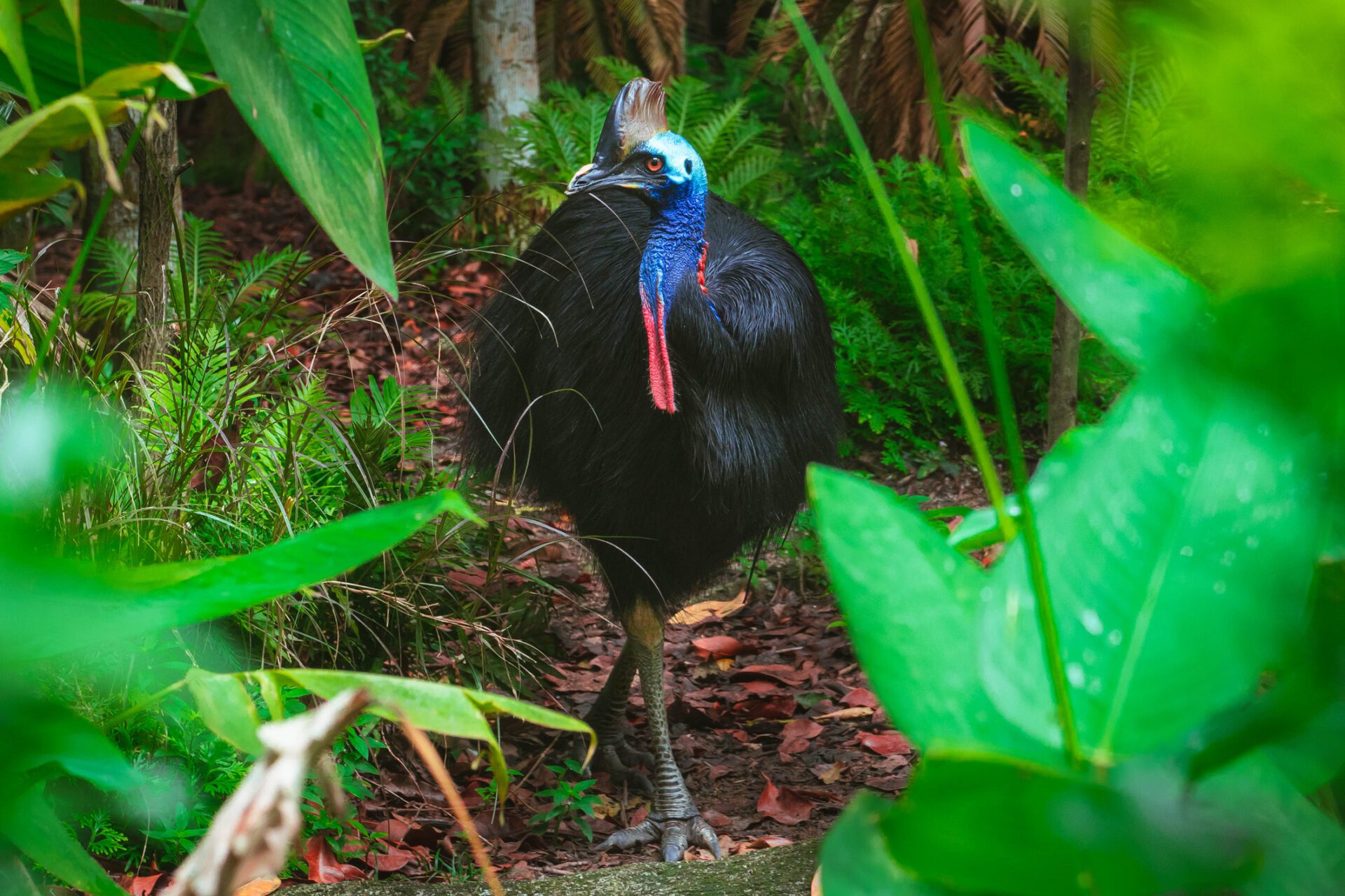 Les casoars sont essentiels à la conservation de la forêt tropicale.