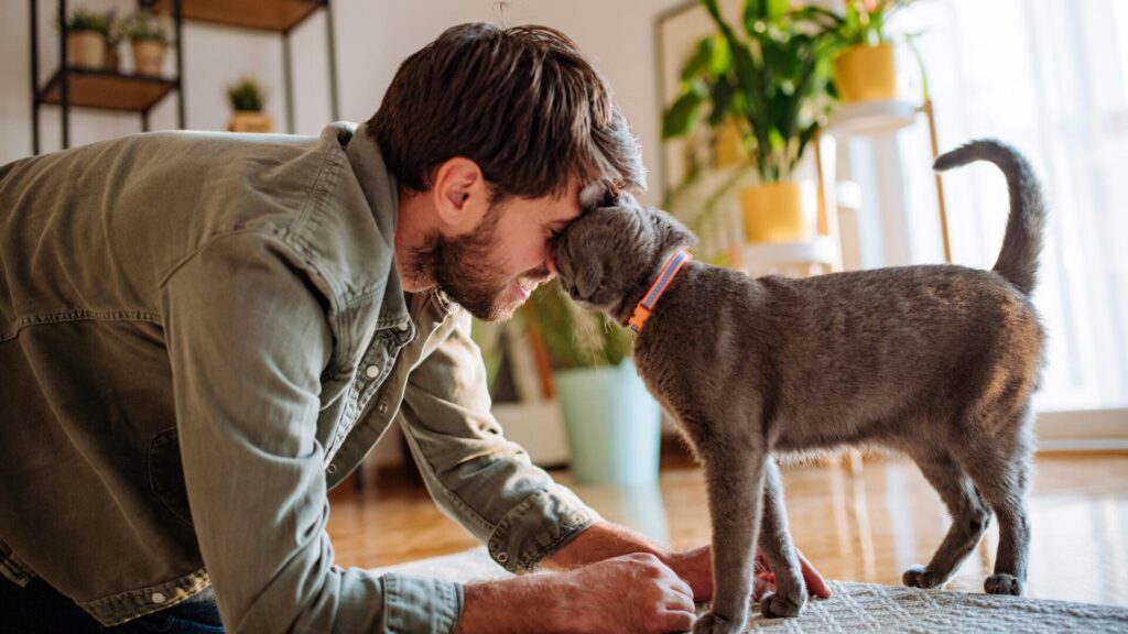 Certaines races de chats sont très câlines.