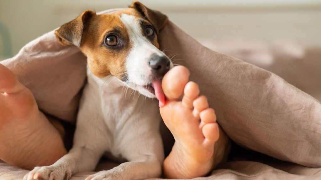 Si votre chien vous lèche les pieds, il est possible qu'il cherche à vous réconforter et à se sentir en sécurité.
