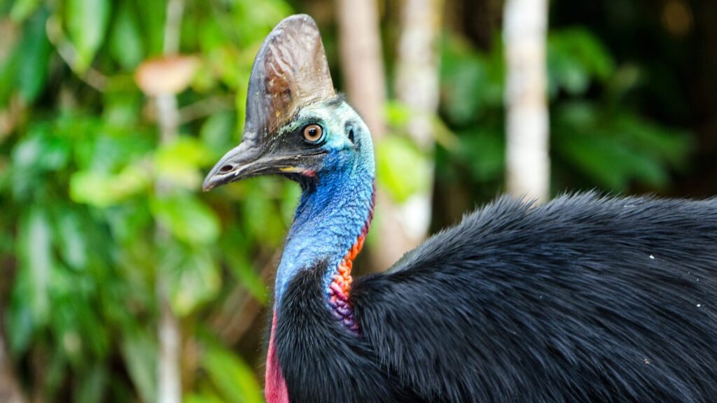 Bien que le casoar ait l'air paisible, c'est en fait l'un des oiseaux les plus dangereux.