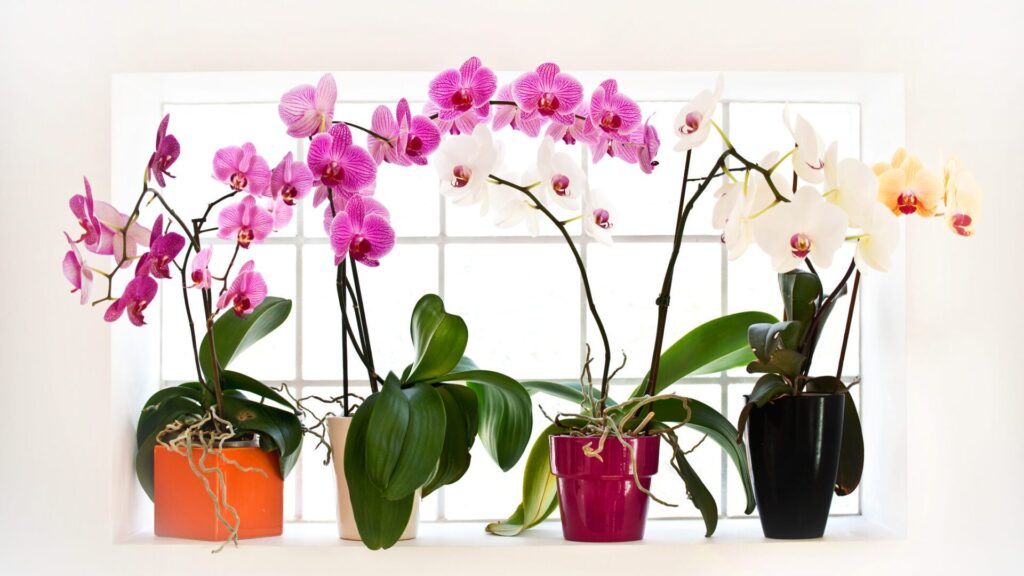 L'erreur est que les orchidées sont souvent trop arrosées.