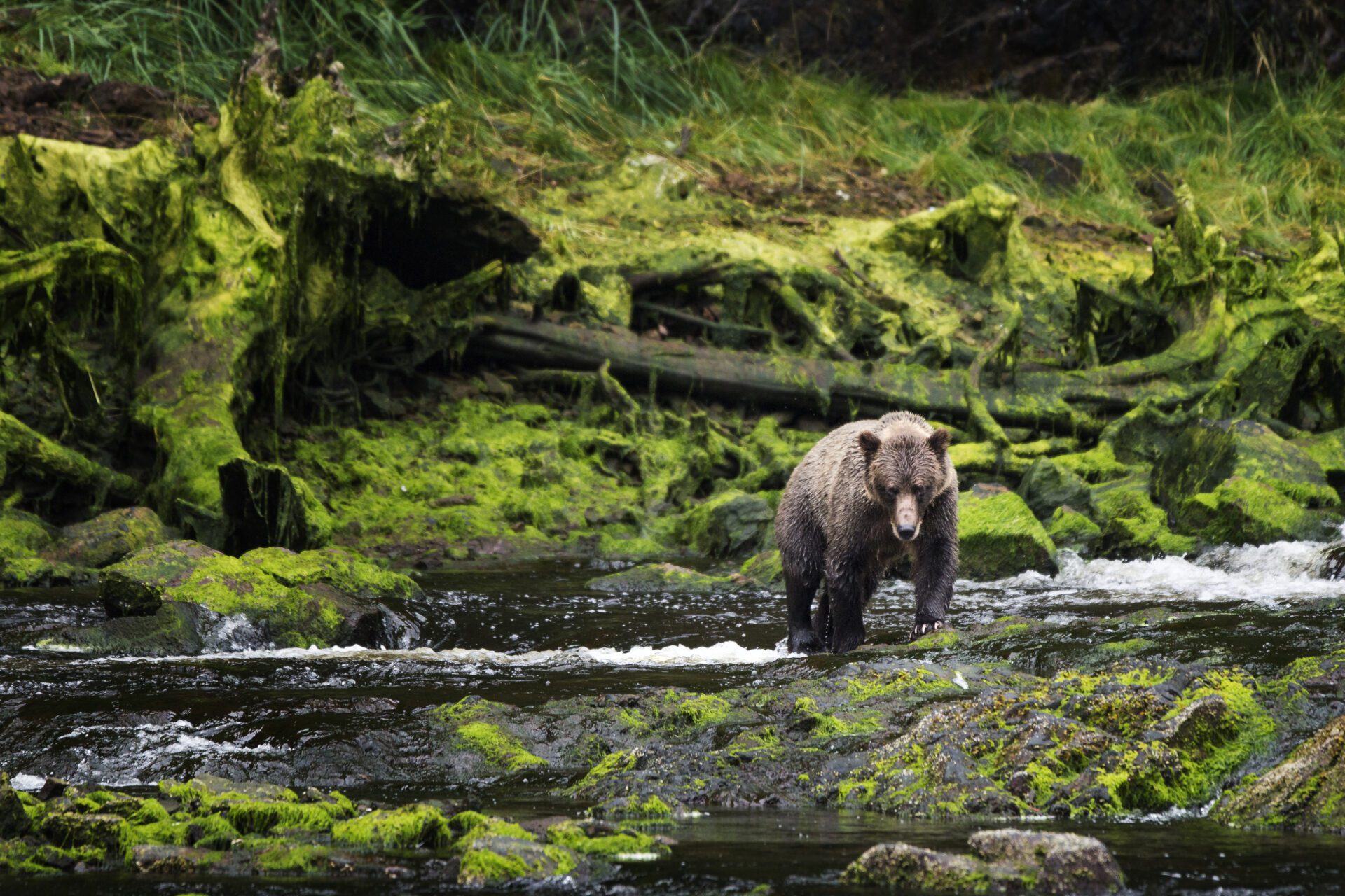 Les animaux vivant à l'état sauvage doivent être protégés.