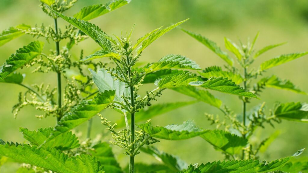 L'ortie soutient de nombreux processus dans l'organisme et contribue à sa santé.