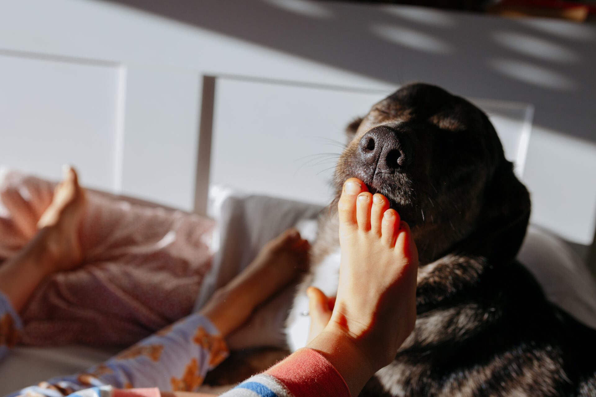En léchant vos pieds, le chien recueille des informations sur vous.