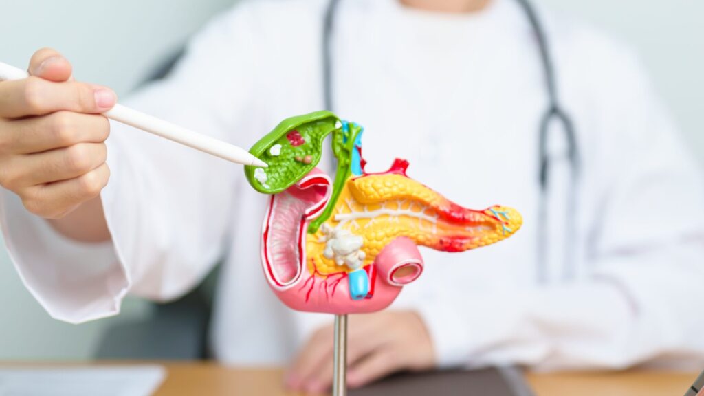 Le foie et la vésicule biliaire sont des organes clés du système digestif. Leur santé doit être très bien surveillée.