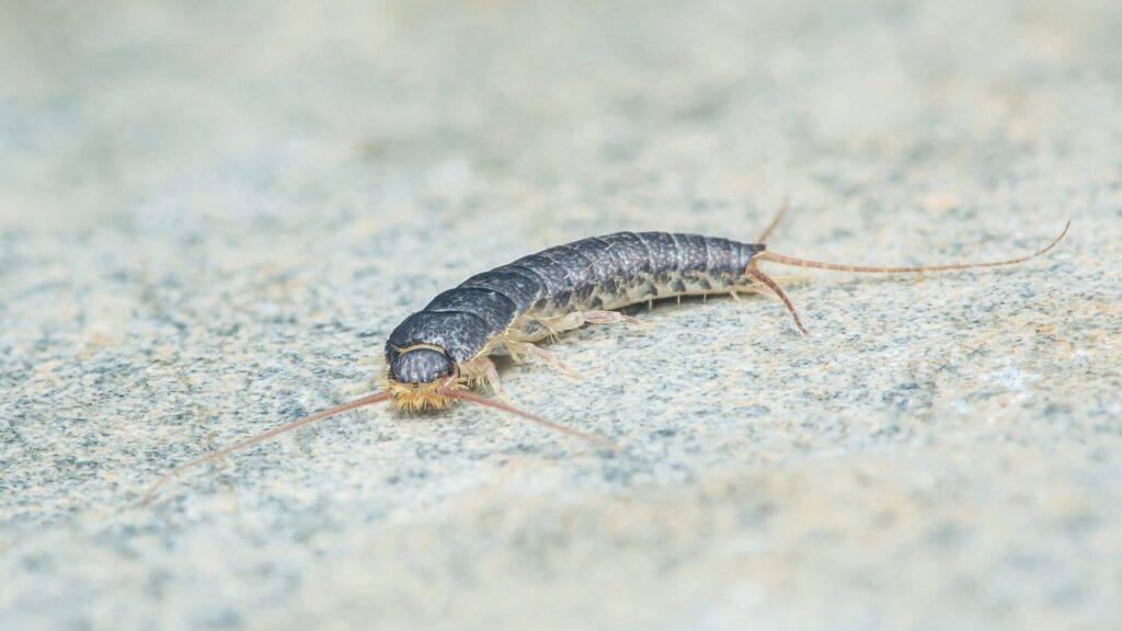 Les sternes sont de minuscules insectes qui peuvent apparaître dans pratiquement toutes les maisons où l'humidité est excessive.