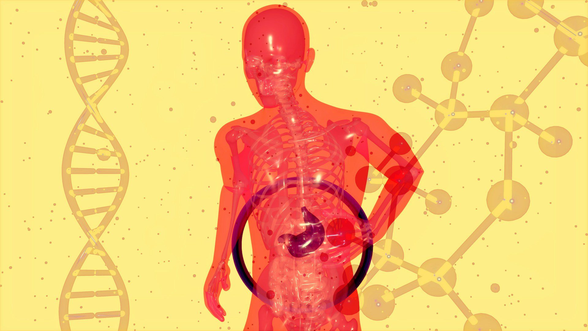 Les maladies du foie et de la vésicule biliaire sont liées, les organes fonctionnant de manière interdépendante.