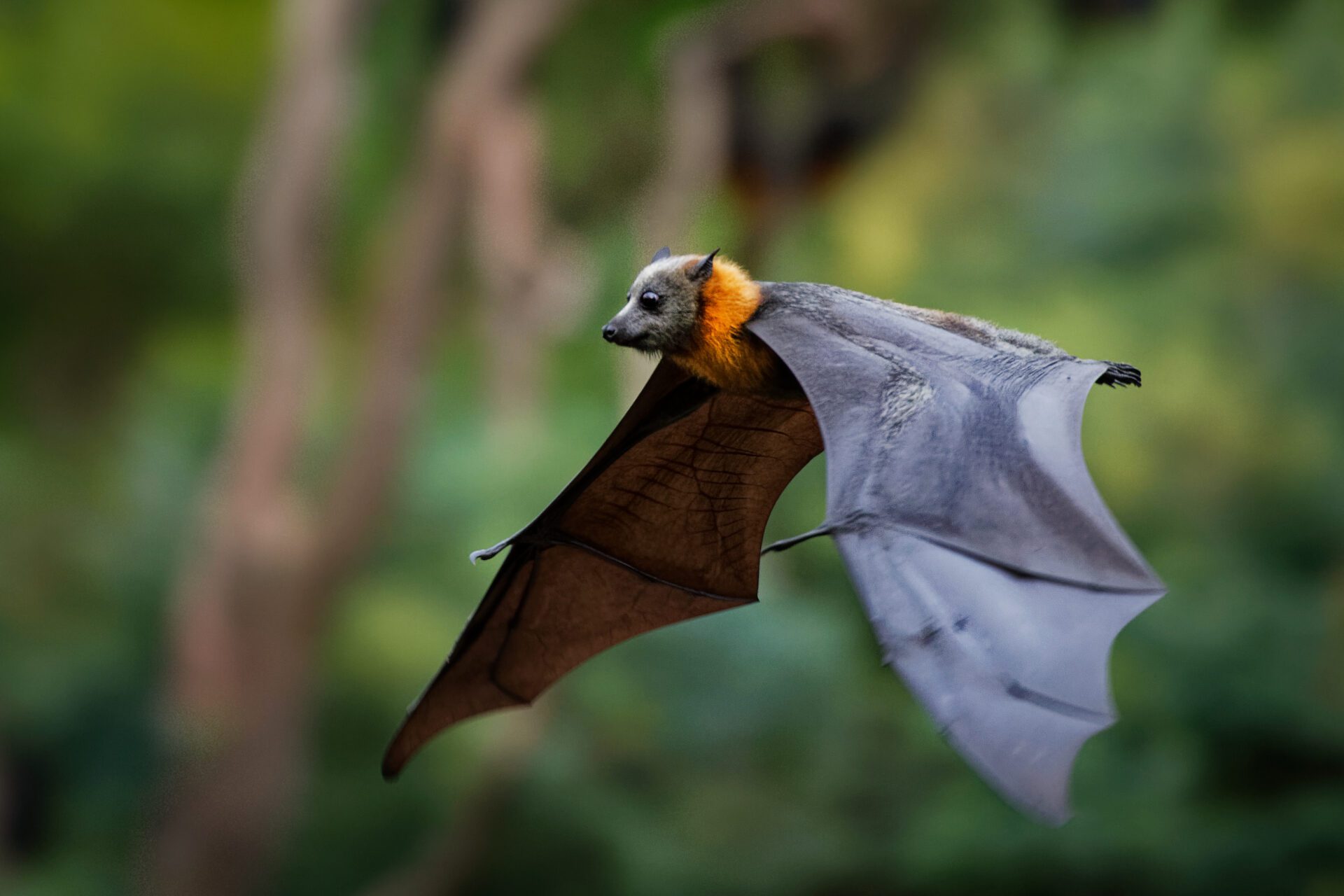 Les chauves-souris sont menacées par diverses maladies.