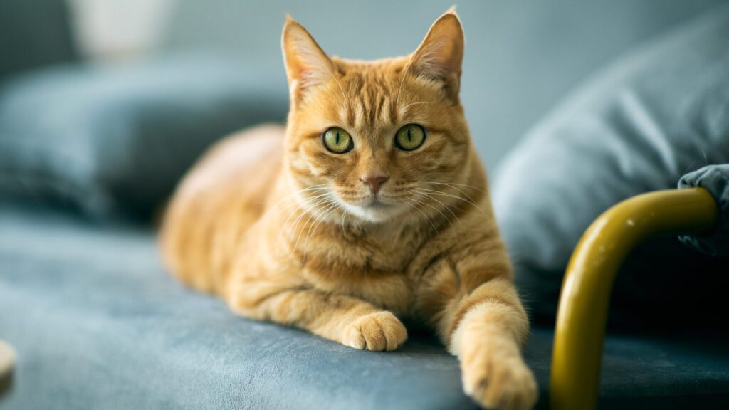 Les scientifiques confirment que les chats souffrent de démence tout comme les humains.