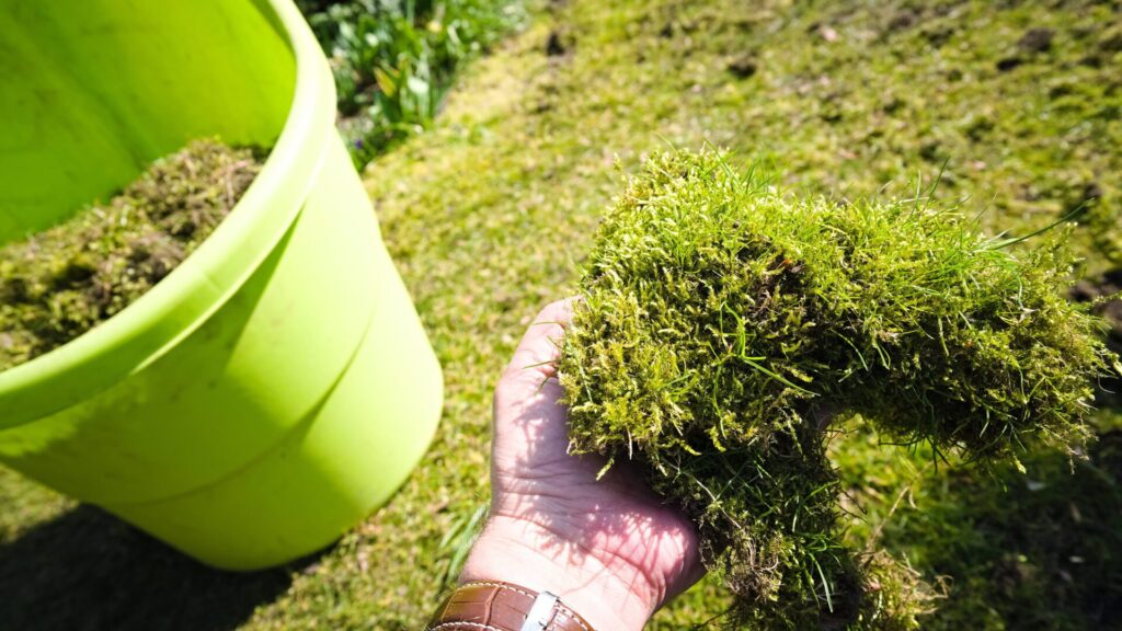 La mousse dans la pelouse est un cauchemar pour de nombreux jardiniers. Mais il est possible de s'en débarrasser facilement.