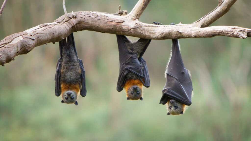 Les gens ignorent souvent l'importance des chauves-souris pour la nature.