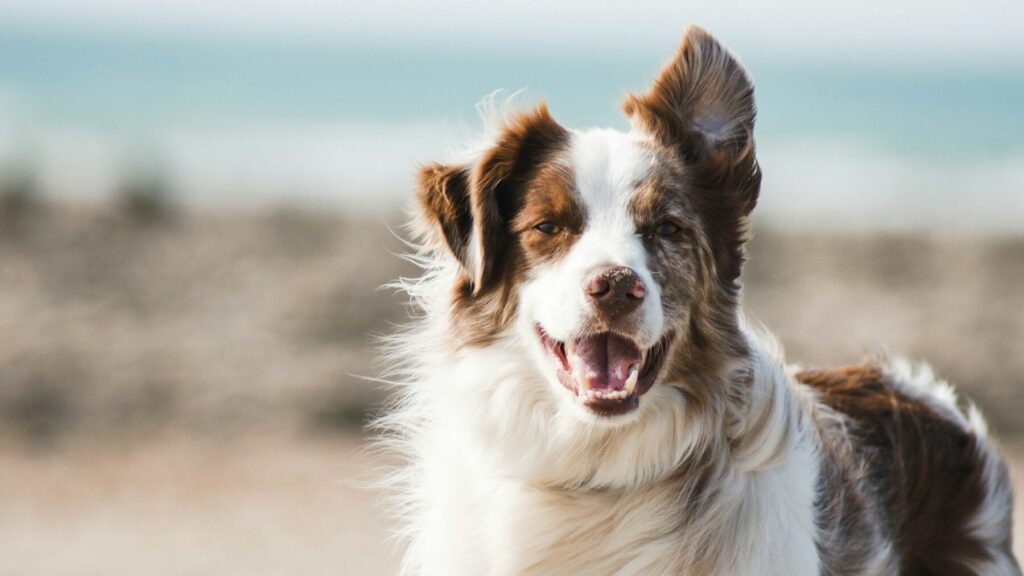 Les chiens à poils longs nécessitent souvent des soins particuliers. Le brossage est extrêmement important pour eux, mais beaucoup de gens s'y prennent mal.