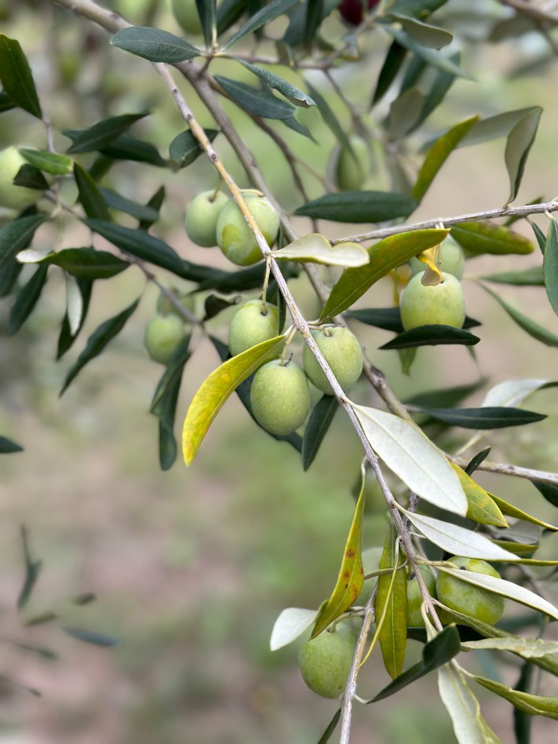 Les gâteaux d'olives ne sont pas un simple déchet. Ils peuvent avoir des utilisations auxquelles vous ne pensez peut-être même pas.