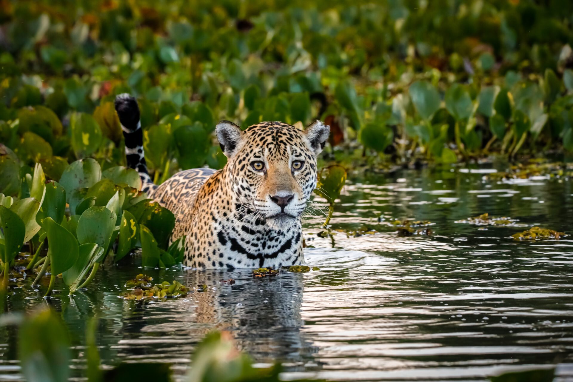 Le Pantanal abrite d'innombrables espèces animales, dont des jaguars.