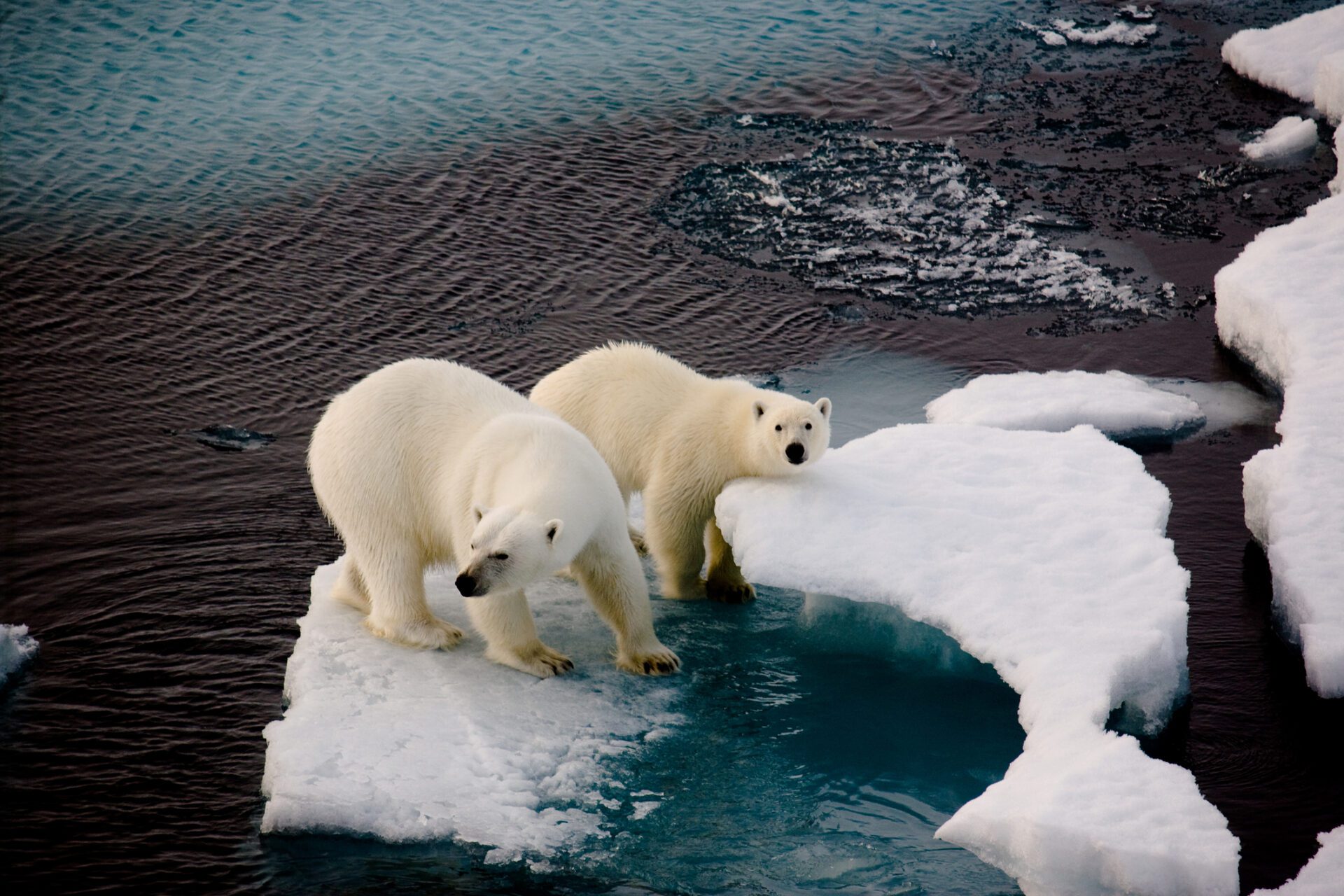 Le changement climatique entraîne la fonte des glaciers. Les ours polaires perdent leur habitat.