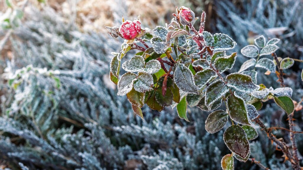 Dès l'arrivée des premières gelées, il est essentiel de préparer les roses pour l'hiver.