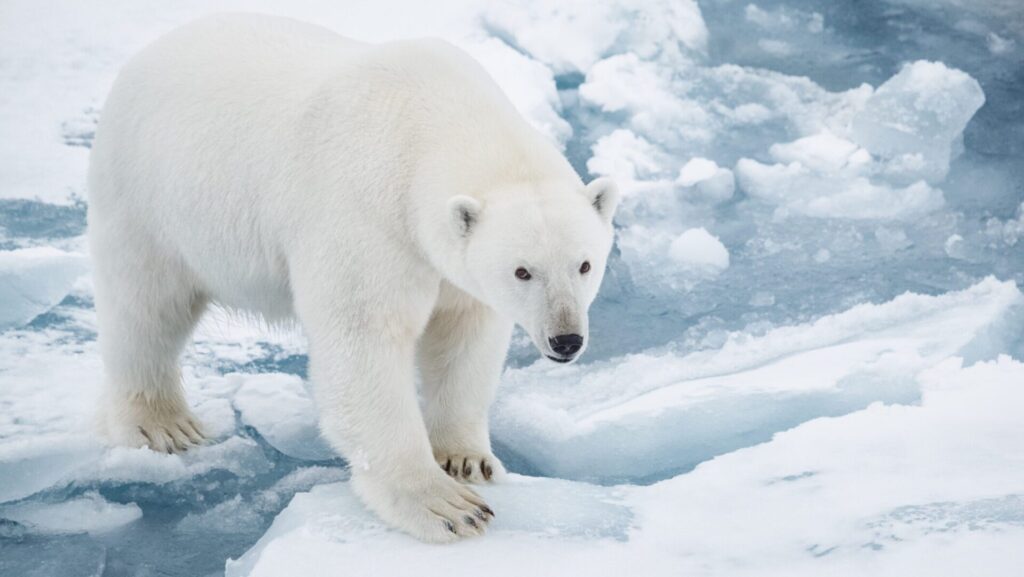 Les ours polaires vivent en moyenne de 15 à 18 ans.