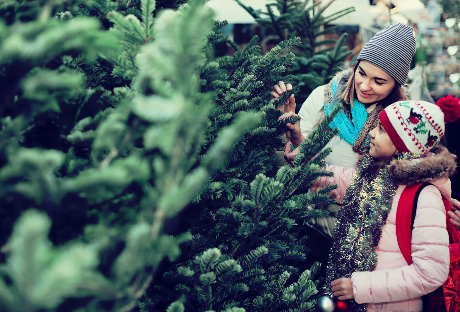 Un certain nombre de détails doivent être pris en compte lors du choix d'un sapin de Noël. Il pourra ainsi durer plus longtemps.