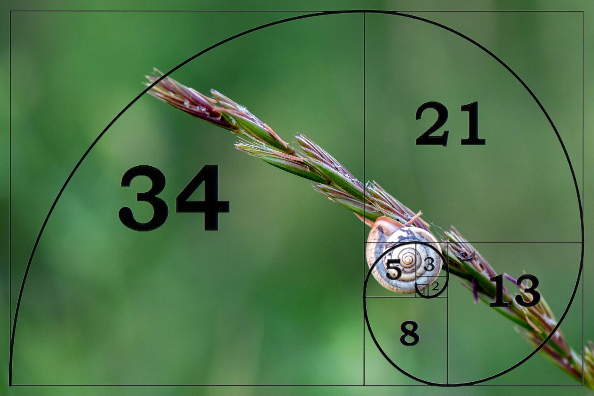 La séquence de Fibonacci est très répandue dans la nature.