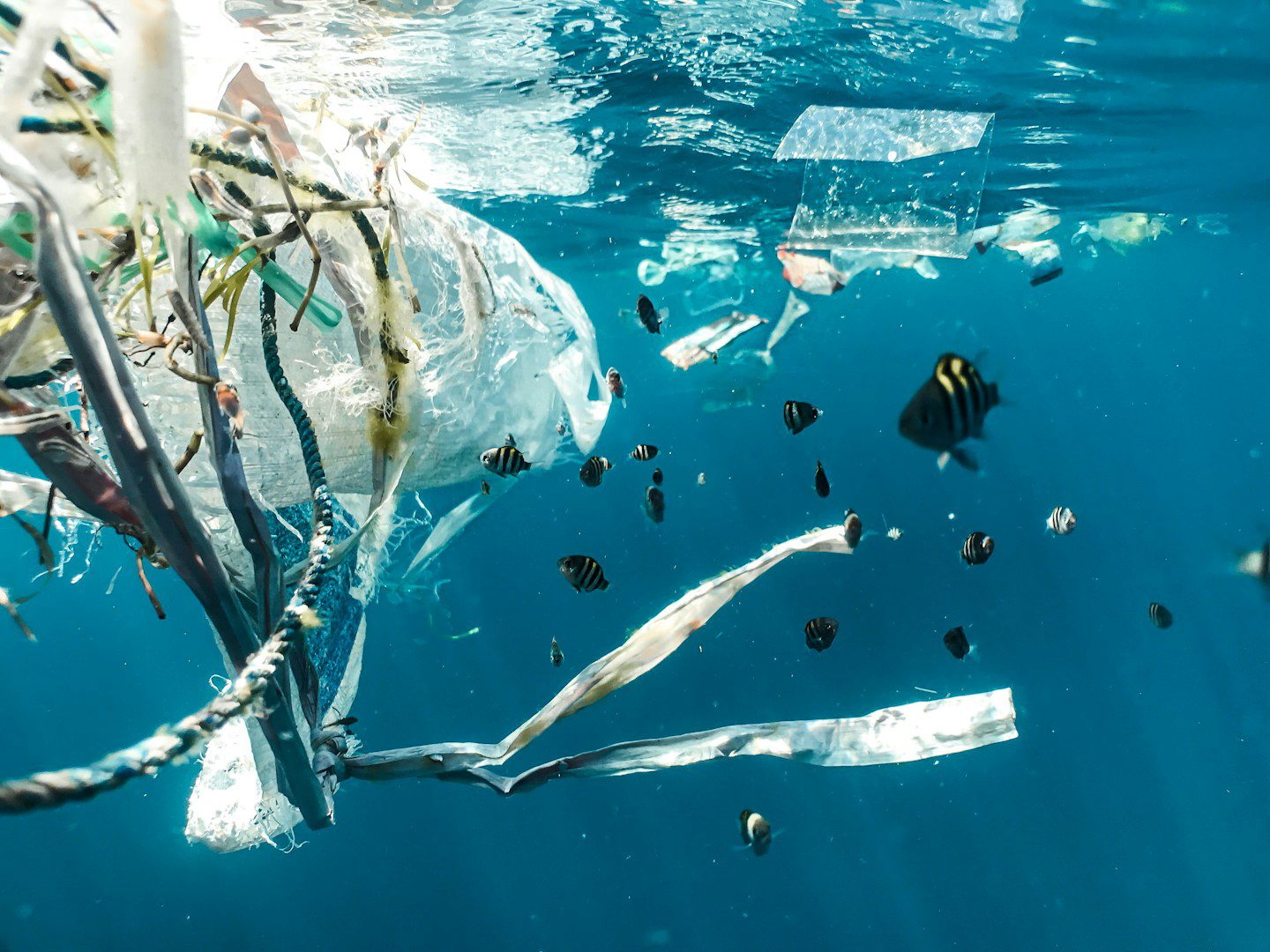 Les déchets plastiques sont mauvais pour la planète. Les plastiques présents dans les aliments sont mauvais pour notre corps. Mais selon certaines études, ils peuvent être bénéfiques pour notre santé à certains égards.