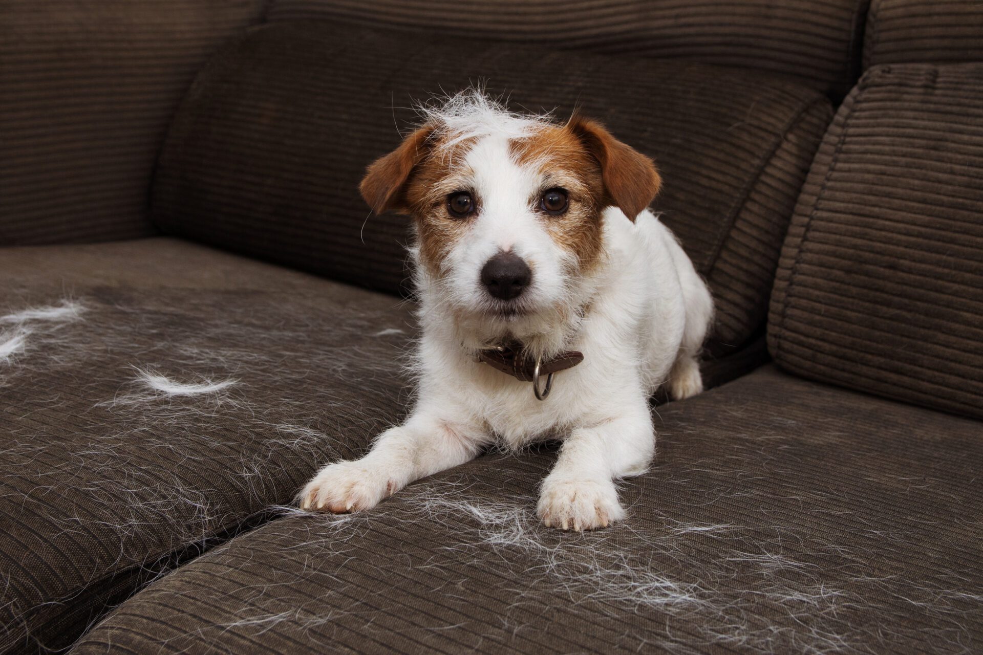Laver les poils d'animaux d'un oreiller est parfois très compliqué. Mais si vous connaissez les bonnes astuces, vous pouvez y arriver.