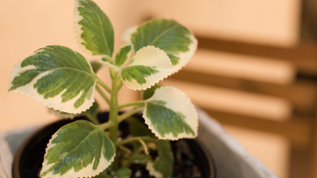L'arbre à rimes est une plante ornementale pour la maison. Mais il présente de nombreux avantages pour la santé. Vous pouvez l'utiliser pour de nombreux problèmes.