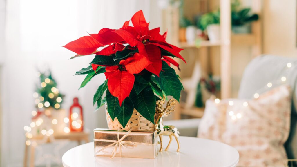 Les poinsettias sont extrêmement populaires.