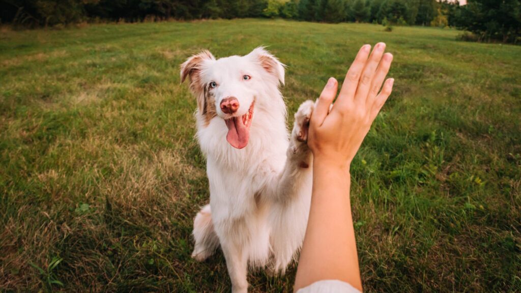 Les animaux de compagnie apportent beaucoup de joie.