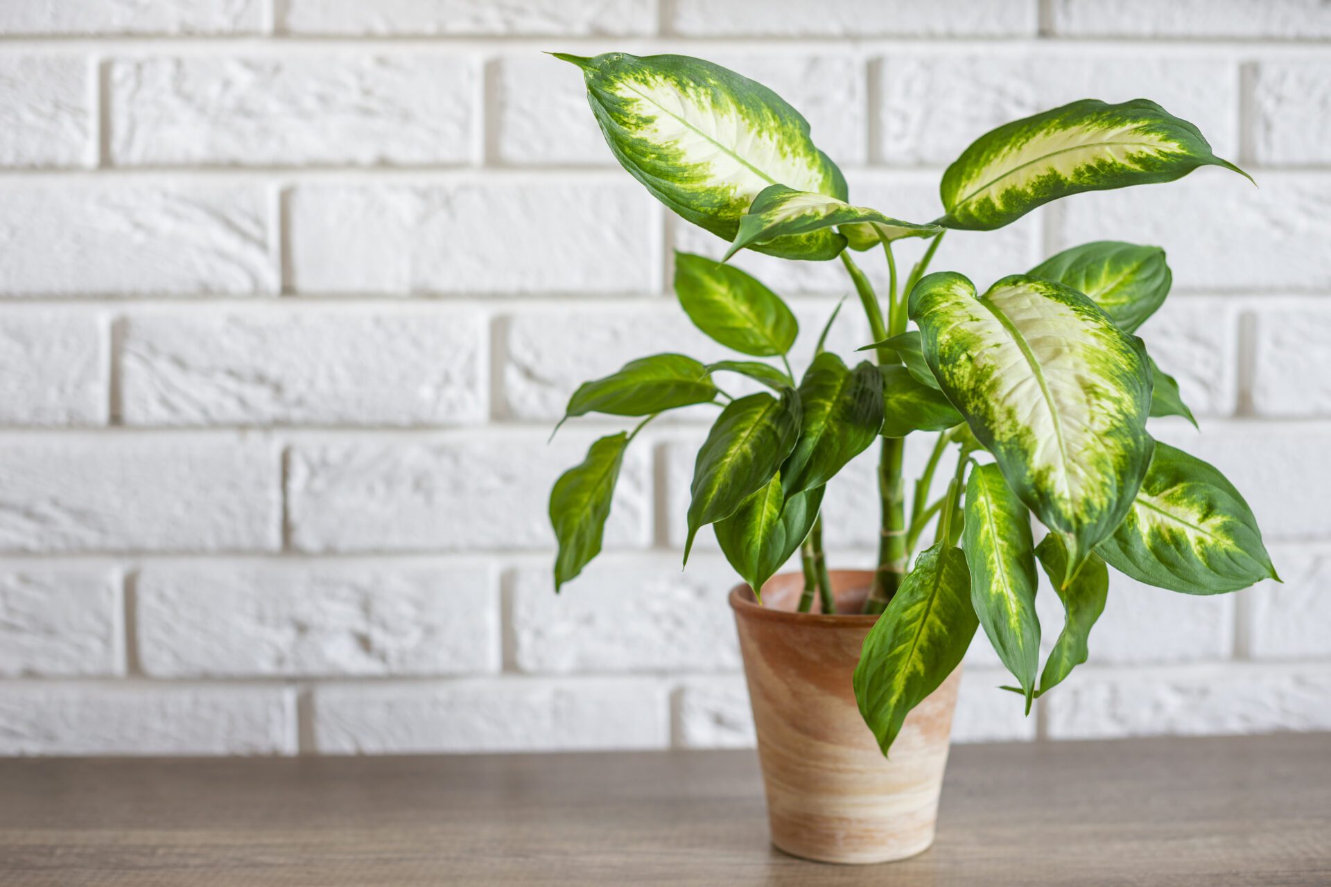 La Dieffenbachia est une fleur magnifique qui menace la vie de vos animaux de compagnie.