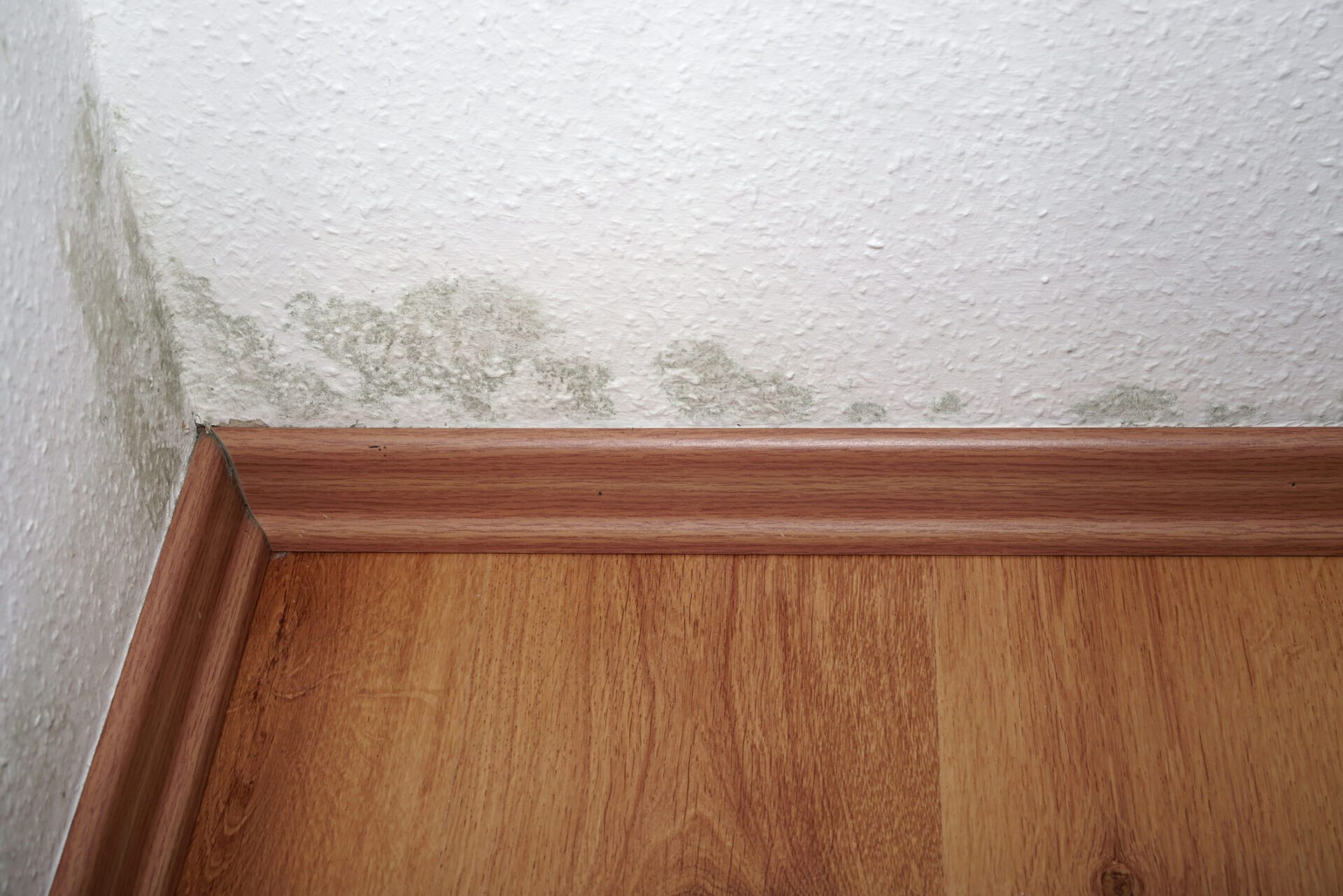 Une mauvaise ventilation de l'appartement peut entraîner l'apparition de moisissures. Celles-ci causent ensuite des problèmes de santé et sont difficiles à éliminer.