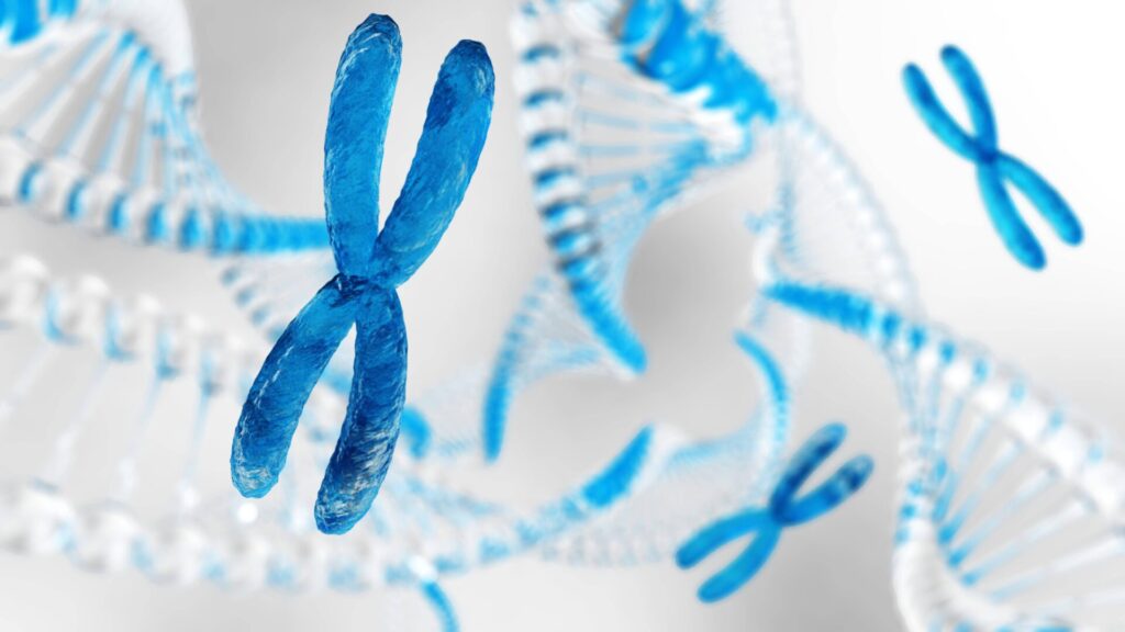 Le chromosome X est très important. Il détermine le sexe d'une personne. Chez les femmes, il a, entre autres, de nombreuses répercussions sur leur santé.
