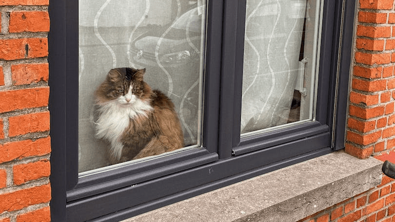 Les chats aiment regarder par la fenêtre, mais un moment d'inattention peut suffire à les faire tomber. Et ils ne tombent pas toujours à quatre pattes.