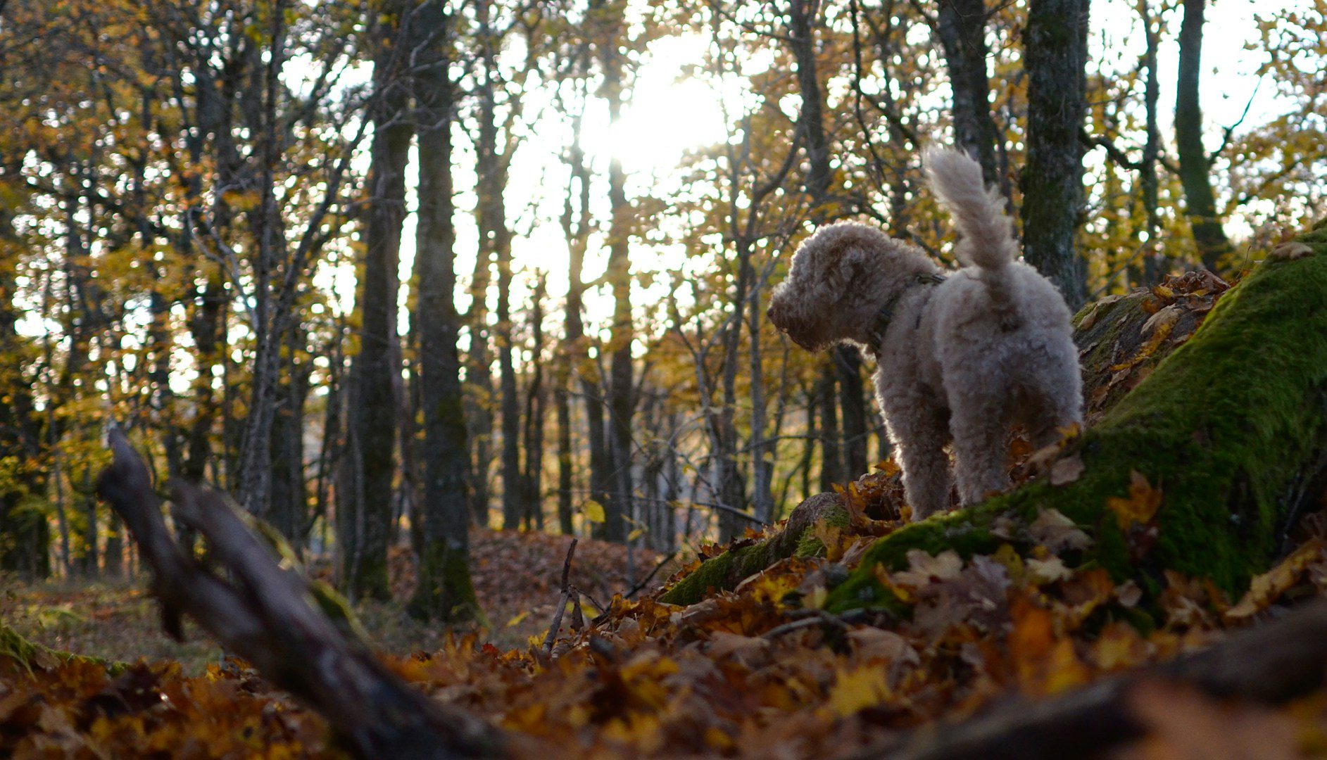 Pour un chien, même un endroit qui a été utilisé des centaines de fois reste quelque chose de nouveau en raison de toutes les odeurs qui l'entourent. C'est pourquoi il lui faut parfois un certain temps pour trouver un endroit approprié pour faire ses besoins.