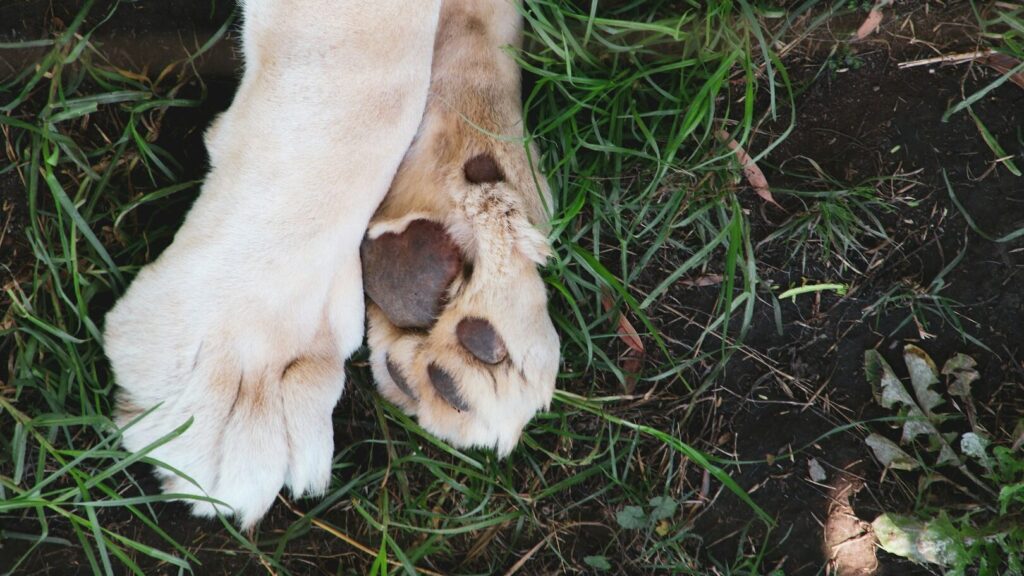 Les pattes du chien sont douces, douces, et si le chien nous donne un coup de patte, c'est mignon et ludique. Mais savez-vous ce qui fait qu'elles sentent si bon ?